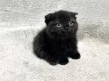 マンチカン(短足)【東京都・女の子・2025年5月7日・ブラック 黒】の写真4