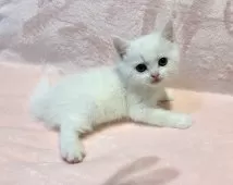 スコティッシュフォールド(立ち耳)【東京都・男の子・2025年9月11日・ホワイト】の写真4