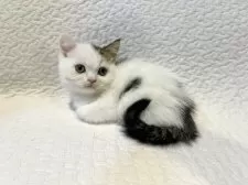 スコティッシュフォールド(立ち耳)【東京都・男の子・2025年8月18日・ブラウンタビー&ホワイト バン】の写真4