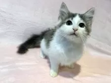 ノルウェージャンフォレストキャット【東京都・男の子・2025年7月30日・ブルーマッカレルタビー&ホワイト】の写真4