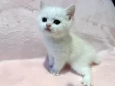 スコティッシュフォールド(立ち耳)【東京都・男の子・2025年9月11日・ホワイト】の写真5