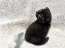 マンチカン(短足)【東京都・女の子・2025年5月7日・ブラック 黒】の写真5