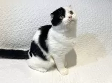 スコティッシュフォールド(折れ耳)【東京都・男の子・2025年6月5日・ブラック&ホワイト】の写真5