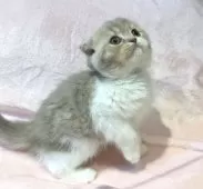 スコティッシュフォールド(折れ耳)【東京都・女の子・2025年9月12日・ライラックタビー&ホワイト】の写真6