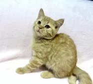 ブリティッシュSHxノルウェージャンMIX【東京都・男の子・2025年8月19日・レッドタビー】の写真6