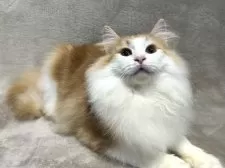 ノルウェージャンフォレストキャット【東京都・男の子・2024年9月8日・レッドクラシックタビー&ホワイト】の写真5