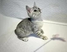 マンチカン(長足)【東京都・女の子・2025年7月7日・シルバータビー】の写真6