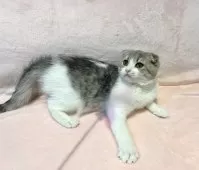 スコティッシュフォールド(折れ耳)【東京都・女の子・2025年6月8日・ブルータビー&ホワイト】の写真7