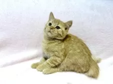 ブリティッシュSHxノルウェージャンMIX【東京都・男の子・2025年8月19日・レッドタビー】の写真7