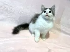 ノルウェージャンフォレストキャット【東京都・男の子・2025年7月30日・ブルーマッカレルタビー&ホワイト】の写真7