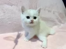 スコティッシュフォールド(立ち耳)【東京都・男の子・2025年9月11日・ホワイト】の写真7
