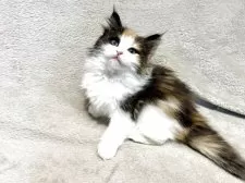 ノルウェージャンフォレストキャット【東京都・女の子・2025年4月12日・キャリコ  三毛】の写真7