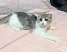 スコティッシュフォールド(折れ耳)【東京都・女の子・2025年6月8日・ブルータビー&ホワイト】の写真8