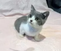 スコティッシュフォールド(立ち耳)【東京都・男の子・2025年7月5日・ブルー&ホワイト】の写真8