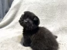 マンチカン(短足)【東京都・女の子・2025年5月7日・ブラック 黒】の写真8