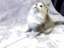 ノルウェージャンフォレストキャット【東京都・女の子・2025年9月26日・ブルーパッチドタビー&ホワイト】の写真8