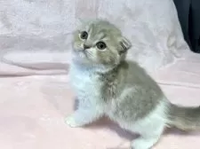 スコティッシュフォールド(折れ耳)【東京都・女の子・2025年9月12日・ライラックタビー&ホワイト】の写真8