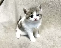 スコティッシュフォールド(立ち耳)【東京都・女の子・2025年6月8日・ブルータビー&ホワイト】の写真9