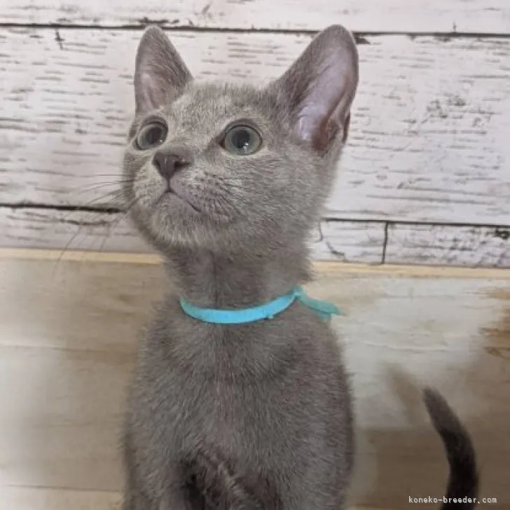 ID：2306-01183の子猫