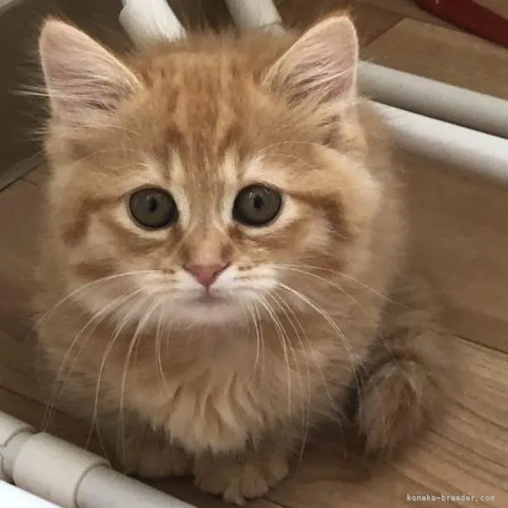 ID:2302-01906の子猫