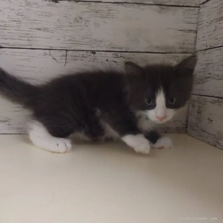 ID：2305-03432の子猫