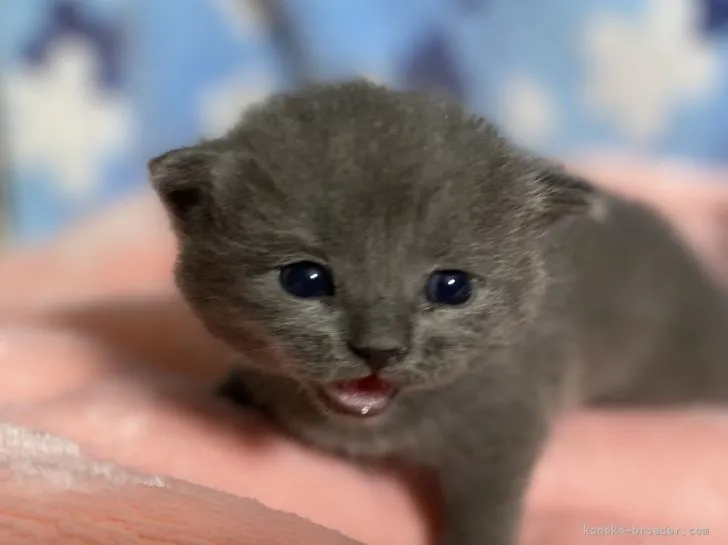 ID：2109-02137の子猫