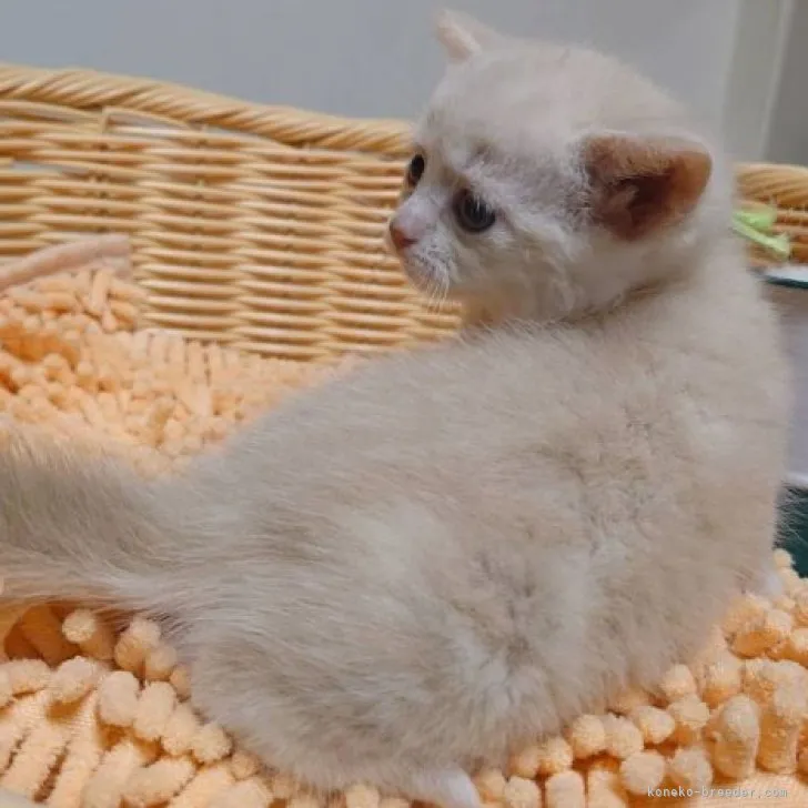 ID:2305-03417の子猫