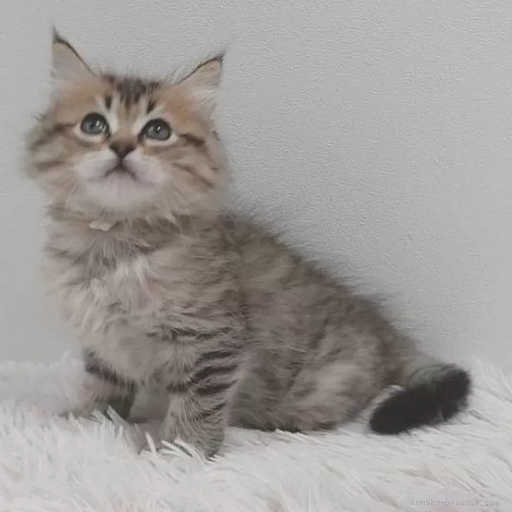 ID：2404-03485の子猫