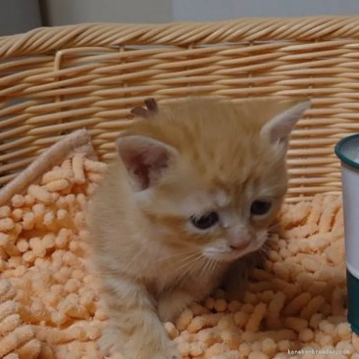 ID：2305-03431の子猫