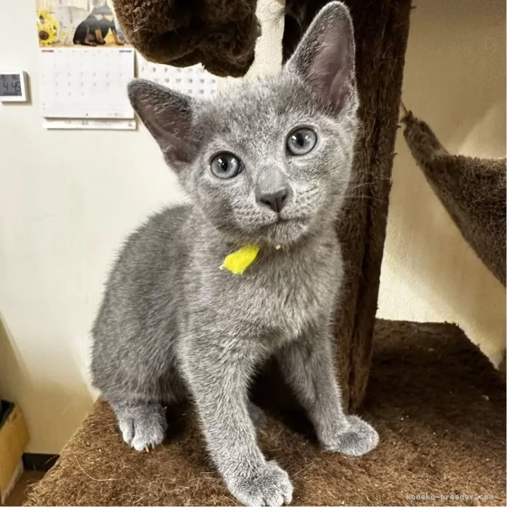 ID:2407-01613の子猫