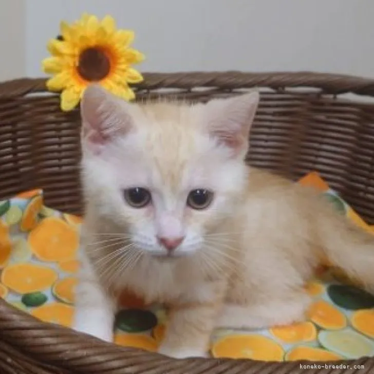ID:2308-01805の子猫