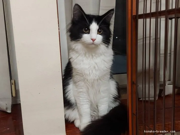 ID:2109-00421の子猫