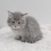 サイベリアン【北海道・女の子・2024年3月3日・ブルーマッカレルタビー】の写真1