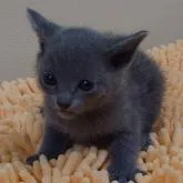 ロシアンブルー【北海道・女の子・2023年1月22日・ブルー】の写真1「2023年2月21日撮影」