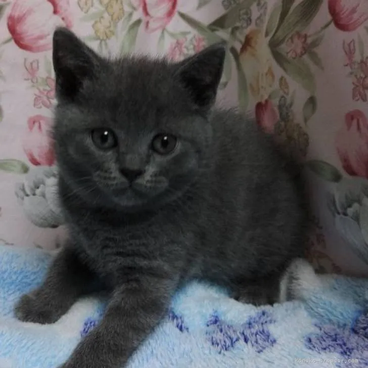 ID：2211-01157の子猫