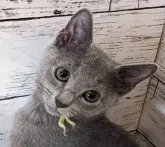 ロシアンブルー【北海道・男の子・2022年6月6日・ブルー】の写真2「2022年9月9日撮影」