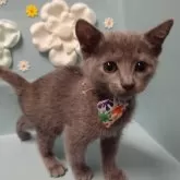 ロシアンブルー【北海道・女の子・2024年5月14日・ブルー】の写真3