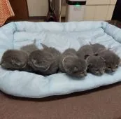 ロシアンブルー【北海道・女の子・2022年2月5日・ブルー】の写真4「2022年2月16日撮影　右から2番目」