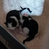 ノルウェージャンフォレストキャット【北海道・女の子・2024年1月3日・ブラック&ホワイト】の写真5