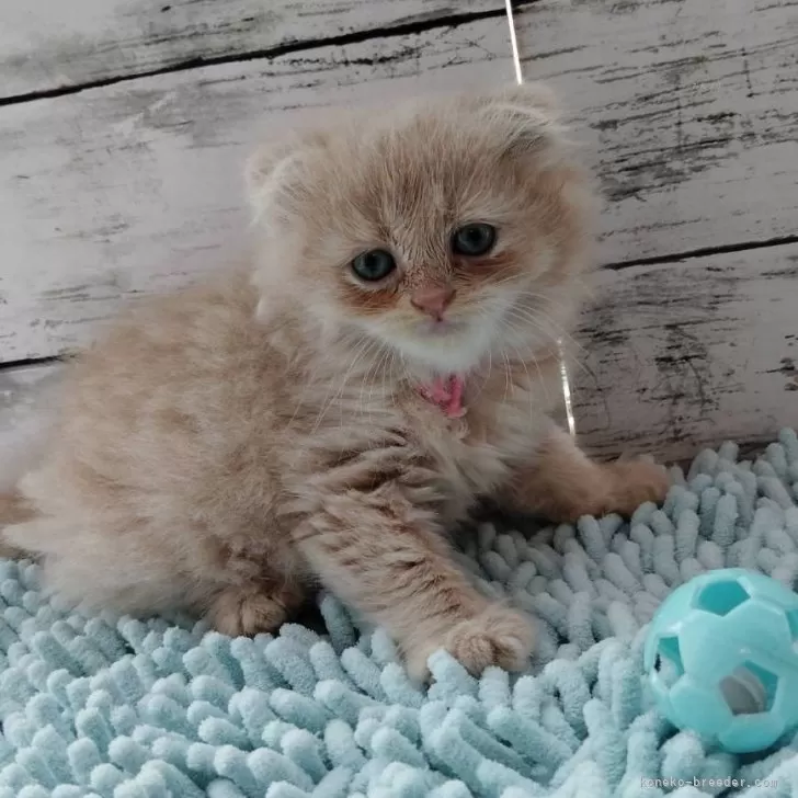 ID：2503-00011の子猫