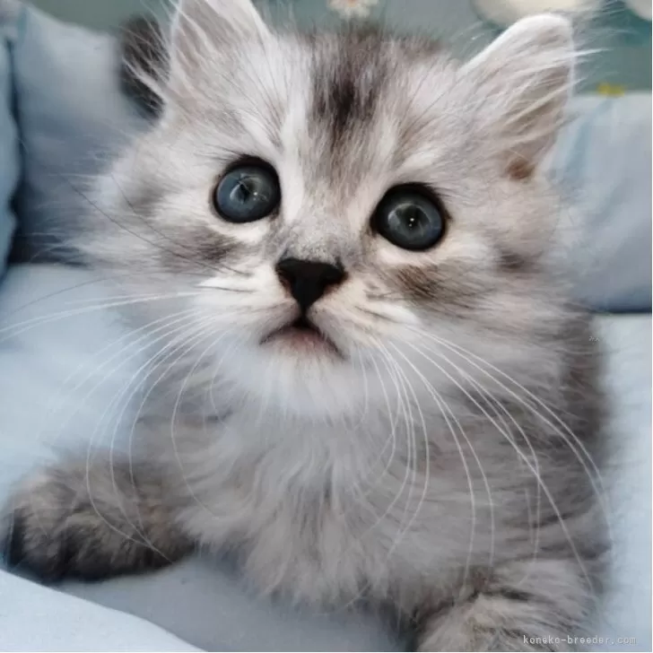 ID:2507-02740の子猫
