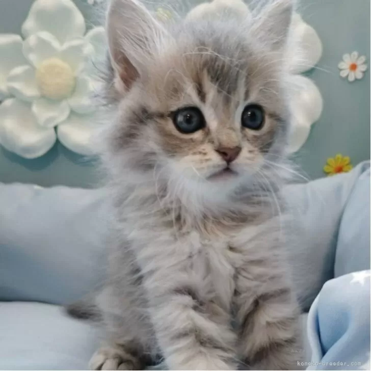 ID：2507-02750の子猫