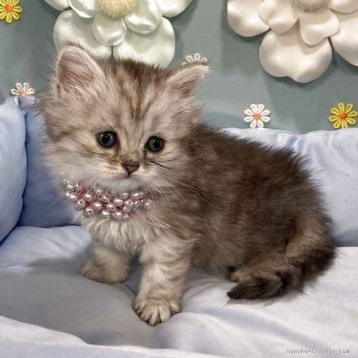 ブリーダー画像