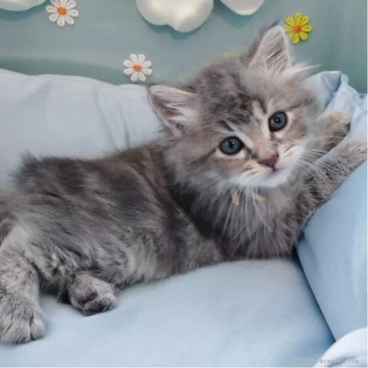 ID：2507-02745の子猫