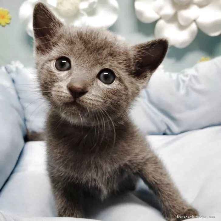 R.Y 様のお迎えした子猫