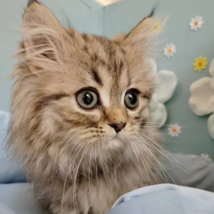 ID：2504-02263の子猫