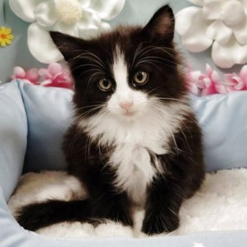 ノルウェージャンフォレストキャット【北海道・男の子・2025年10月15日・ブラック&ホワイト】の写真「可愛さ満点💓💞」