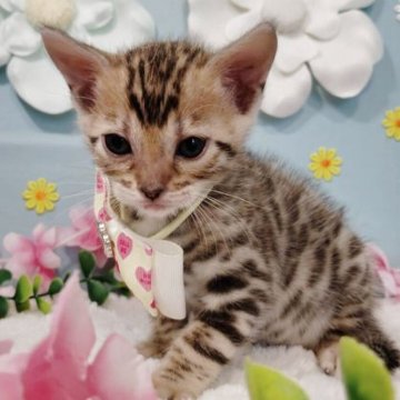 ベンガル【北海道・女の子・2025年7月14日・ブラウンスポテッドタビー】の写真「3姉妹の甘えたちゃん」