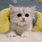 ミヌエット(長足)