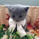 ロシアンブルー